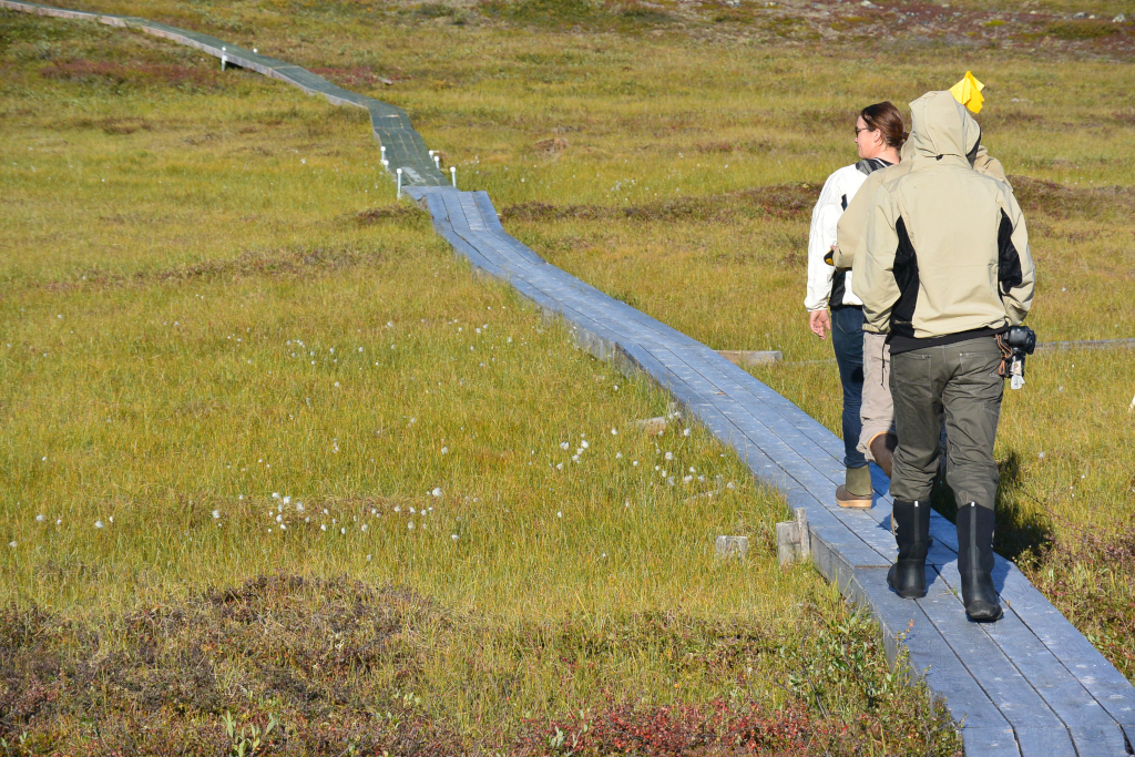 Researchers walking through field
