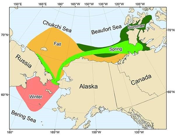 Bowhead Range and Seasonality (Source: ADFG, 2011)