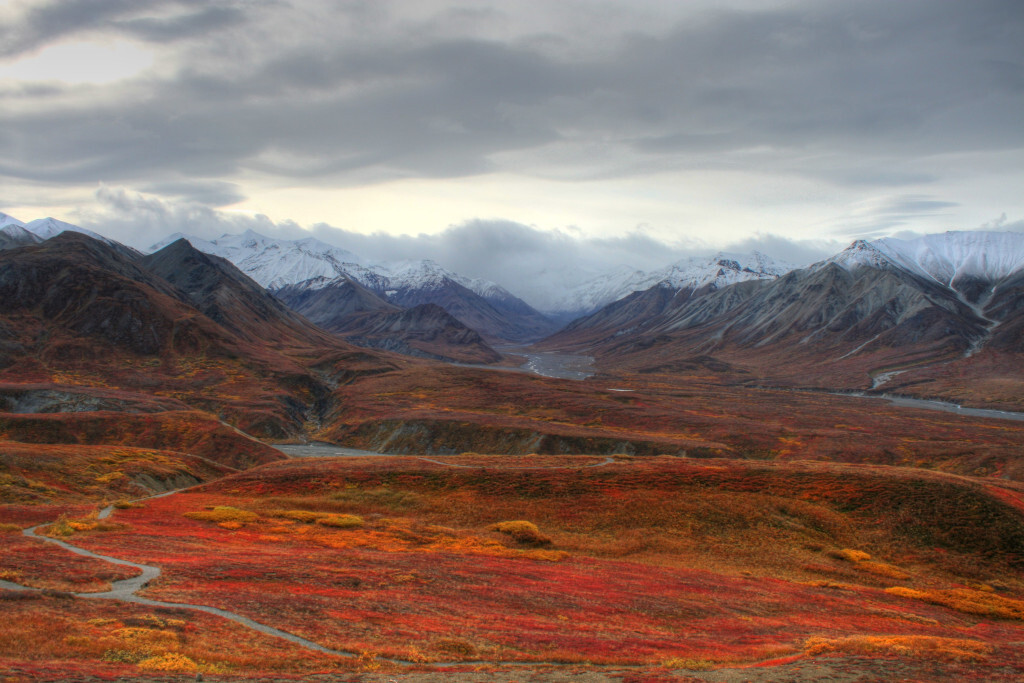 Alaska tundra
